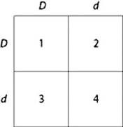 <p><span style="font-family: arial, helvetica, sans-serif">Use the figure to answer the question:</span></p><p><br><span style="font-family: arial, helvetica, sans-serif">In a bird throat color is controlled by gene locus </span><em>D</em><span style="font-family: arial, helvetica, sans-serif">. Birds with at least one allele </span><em>D</em><span style="font-family: arial, helvetica, sans-serif"> have dark brown throats, and birds with the homozygous recessive </span><em>dd</em><span style="font-family: arial, helvetica, sans-serif"> genotype have red throats. A true-breeding, dark-throated bird is crossed with a red-throated one, and the F</span><sub>1</sub><span style="font-family: arial, helvetica, sans-serif">&nbsp;offspring are mated. The predicted outcome of the F</span><sub>1 </sub><span style="font-family: arial, helvetica, sans-serif">cross is diagrammed in the Punnett square shown in the figure, where 1, 2, 3, and 4 represent the genotypes corresponding to each box within the square.</span></p><p></p><p><span style="font-family: arial, helvetica, sans-serif">a. 1 only </span></p><p><span style="font-family: arial, helvetica, sans-serif">b. 4 only </span></p><p><span style="font-family: arial, helvetica, sans-serif">c. 1, 2, and 3 </span></p><p><span style="font-family: arial, helvetica, sans-serif">d. 2, 3, and 4 </span></p>
