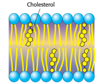 <p>What two things does cholesterol do to modulate the fluidity of the membrane?</p>