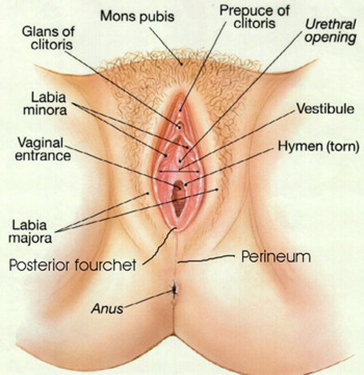 <p>- Caudal section of vagina</p><p>- From external urethral opening to Labia</p><p>- Common Passageway for urine and reproduction</p>