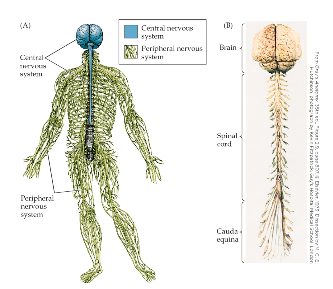 <p>Brain and Spinal cord</p>