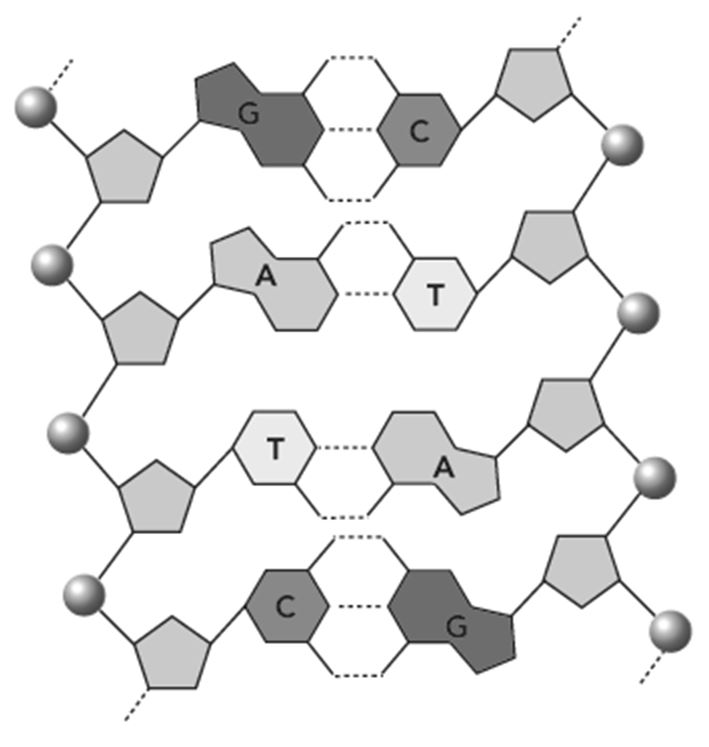 <p>This figure shows a section of a double-stranded DNA molecule.</p><p></p><p>What aspects of the structure of DNA are explained by this model? Select all that apply.</p><p>Responses</p><ul><li><p>Adenine is paired with thymine and guanine is paired with cytosine.</p><p></p></li><li><p>The two strands of DNA each have phosphate-sugar backbones.</p><p></p></li><li><p>Paired nucleotides are held together by hydrogen bonds.</p><p></p></li><li><p>Paired nucleotides are held together by covalent bonds.</p><p></p></li></ul>