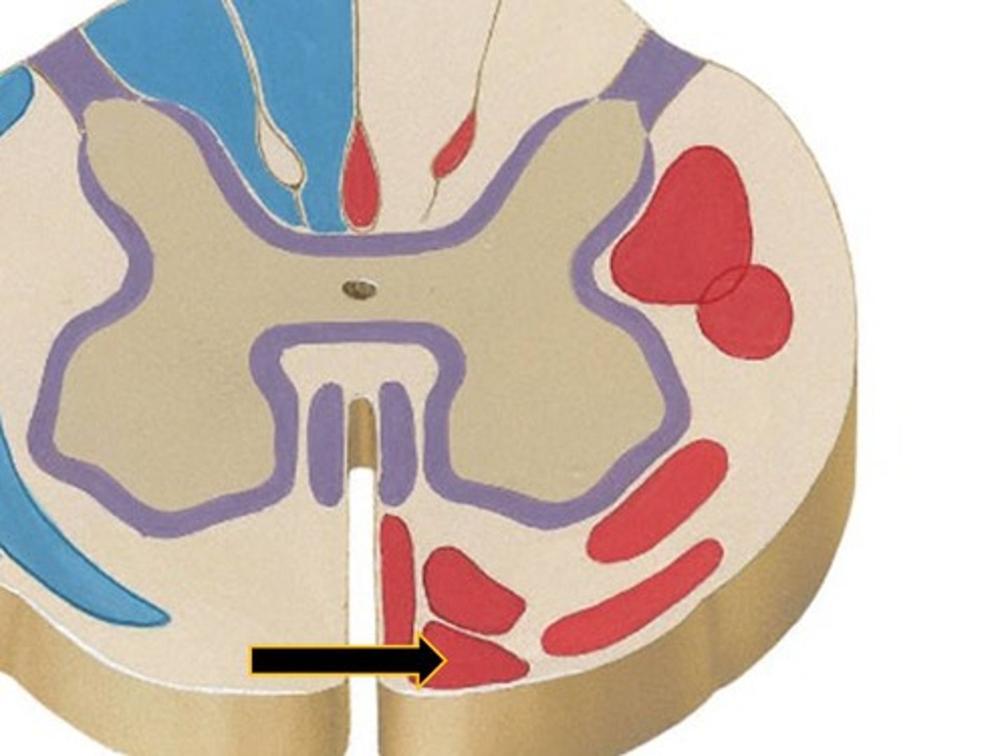 <p>Originate from superior colliculi and mediate head movements in response to visual stimuli.</p>