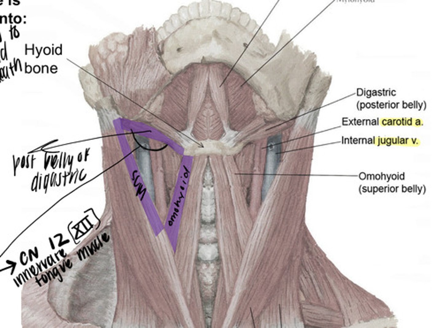 <p>- superior belly of omohyoid</p><p>- posterior belly of diagastric</p><p>- sternocleidomastoid</p>