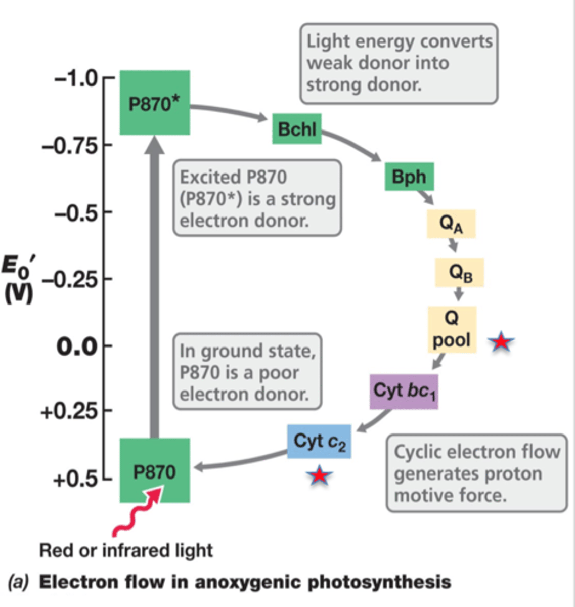 <p>-Photosystem similar to PSII: cyclic physophorylation</p><p>---Generates PMF</p><p>-As photoheterotroph:</p><p>---Use organic source of carbon</p><p>---PS used for ATP only</p><p>-As photoautotroph need reducing power</p><p>---Use reverse electron flow AND external electron donor</p><p>---H2S or succinate as external electron donor</p><p>---Electrons are drawn off the ETC and pushed UPHILL to NAD(P)+ using PMF.</p>