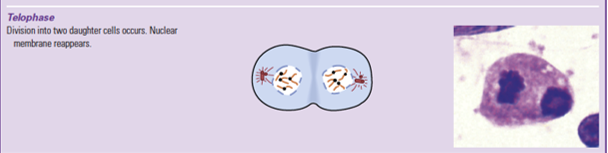<ul><li><p>two new nuclei form</p></li><li><p>division into two daughter cells occurs</p></li><li><p>nuclear membrane reappears</p></li></ul><p></p>