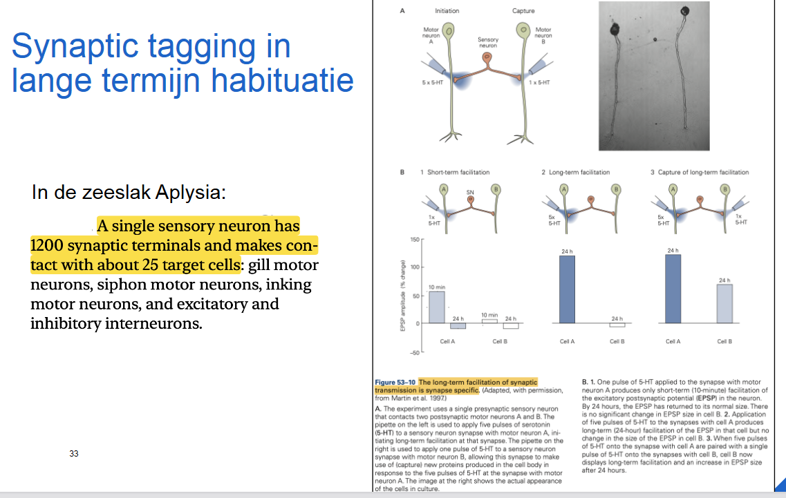 <p><strong>cellulaire & moleculaire basis van leren: </strong>synaptic tagging in lange termijn habituatie → in de zeeslak</p>
