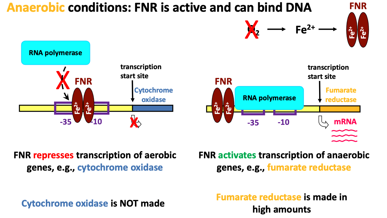 <p>it is active and can bind DNA</p><p>it can repress transcription (cytochrome oxidase NOT made)</p><p>or it can activate (fumarate reductase made in high amounts)</p>