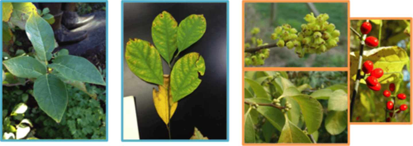 <p>Lindera benzoin</p>