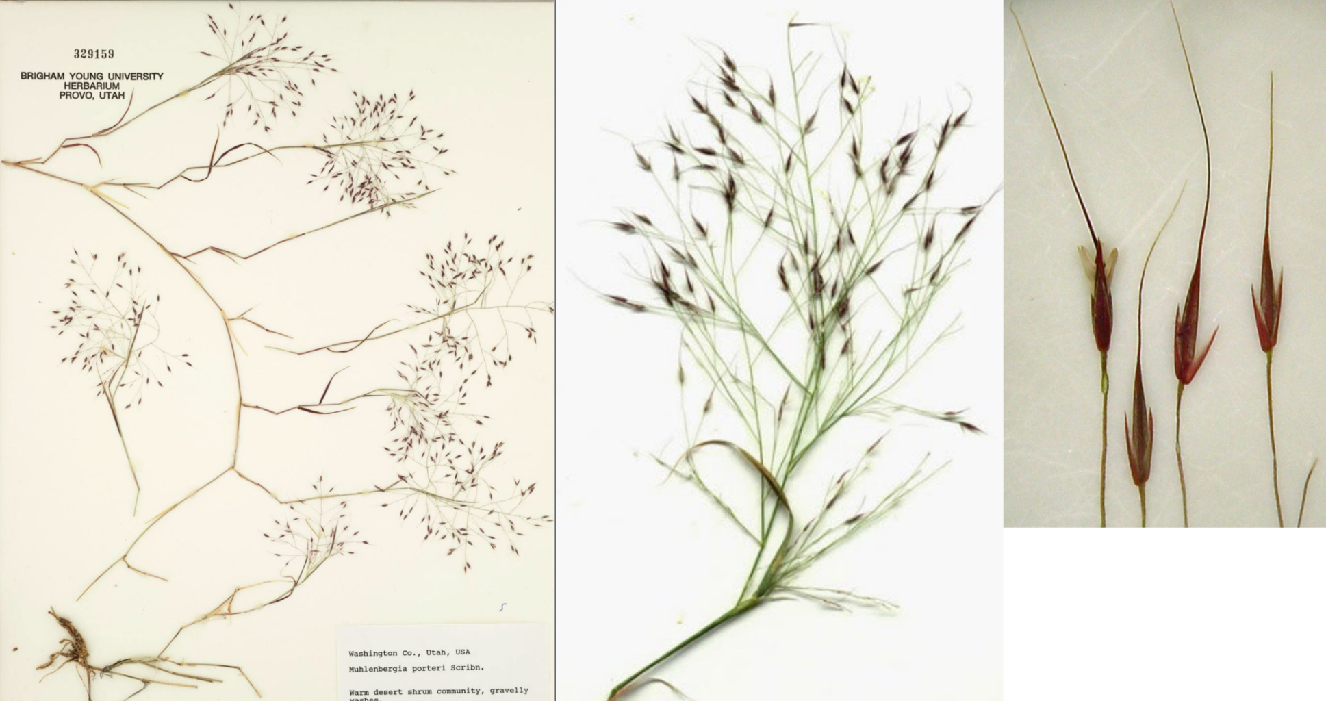 <p>Open panicle</p><p>Short internodes make zig-zag shape</p><p>Straight awns</p><p>dark spikelets, long awns</p>