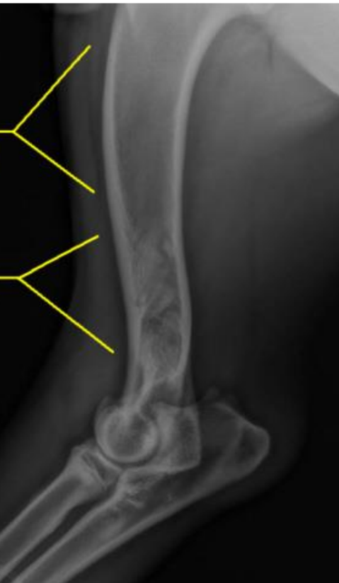 <p>Describe Panosteitis</p>