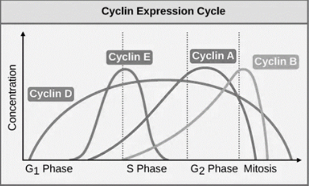 <p>Which cyclin is important for the G2 to mitosis transition? </p>