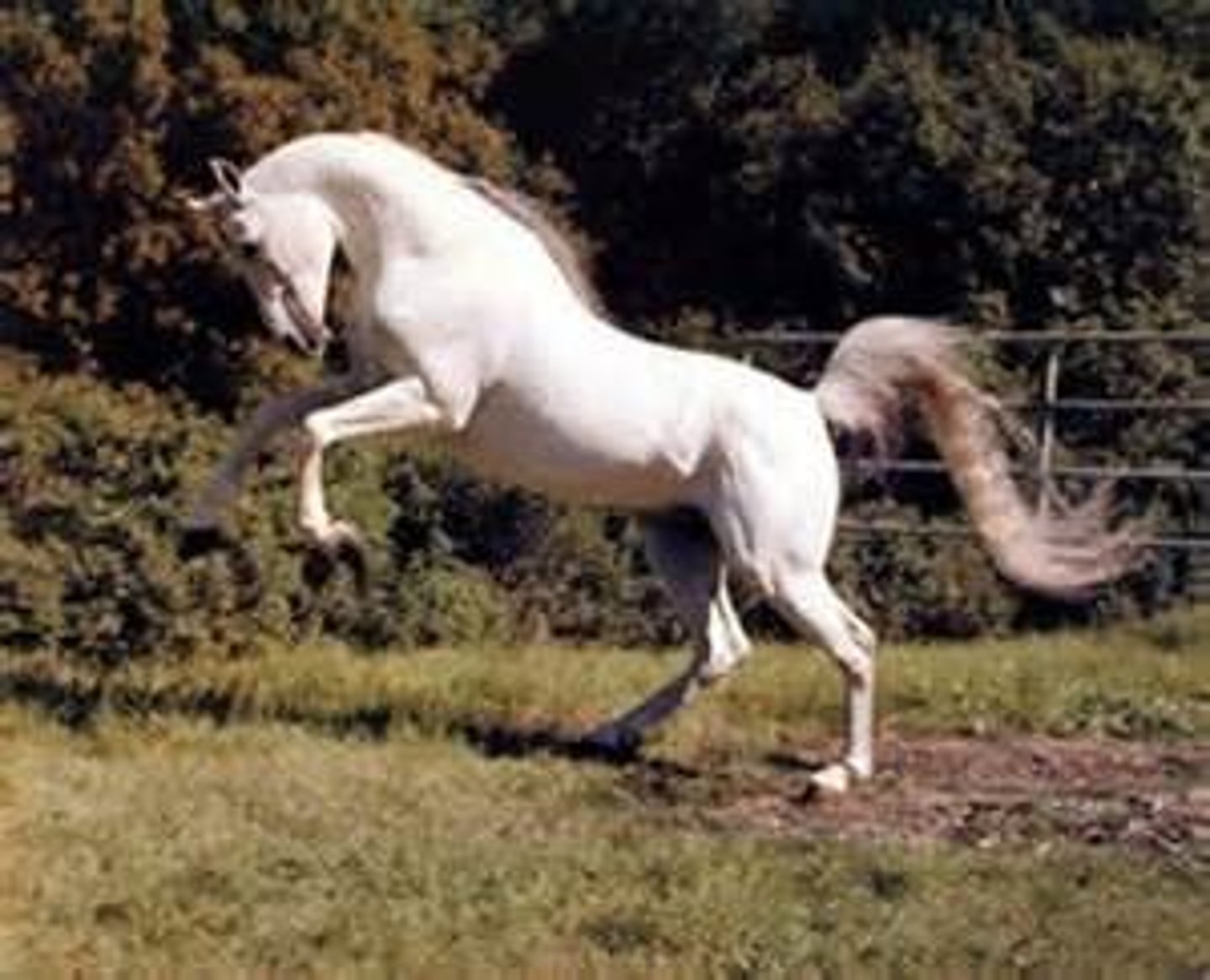 <p>Mi caballo mago</p>