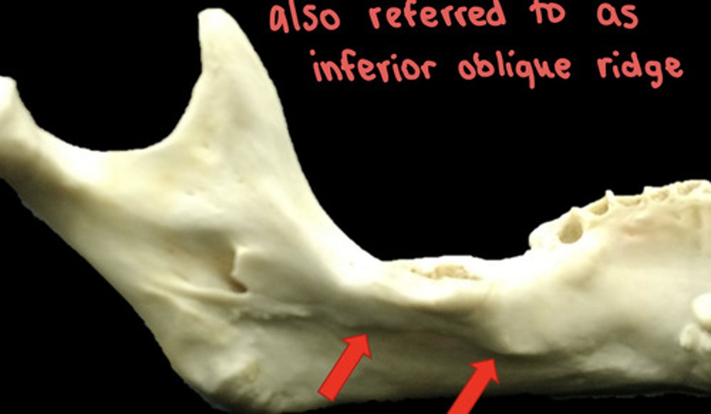 <p>A linear prominence of bone located on the internal surface of the mandible</p><p>-serves as an attachment site for the mylohyoid muscle</p><p>-also referred to as inferior oblique ridge</p>