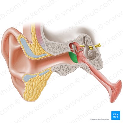 <p>An oval, semi-transparent structure situated between the external auditory meatus and the tympanic cavity of the middle ear. </p>