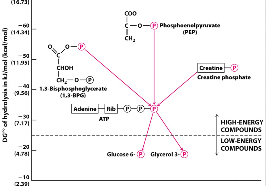 <p></p><p>step 7- 1,3-bisphosphoglycerate --&gt; 3-phosphoglycerateand ADP--&gt; ATP</p><p>1,3-bpg has a higher phosphoryl transfer potential than ATP so it gave up a P to create ATP</p>