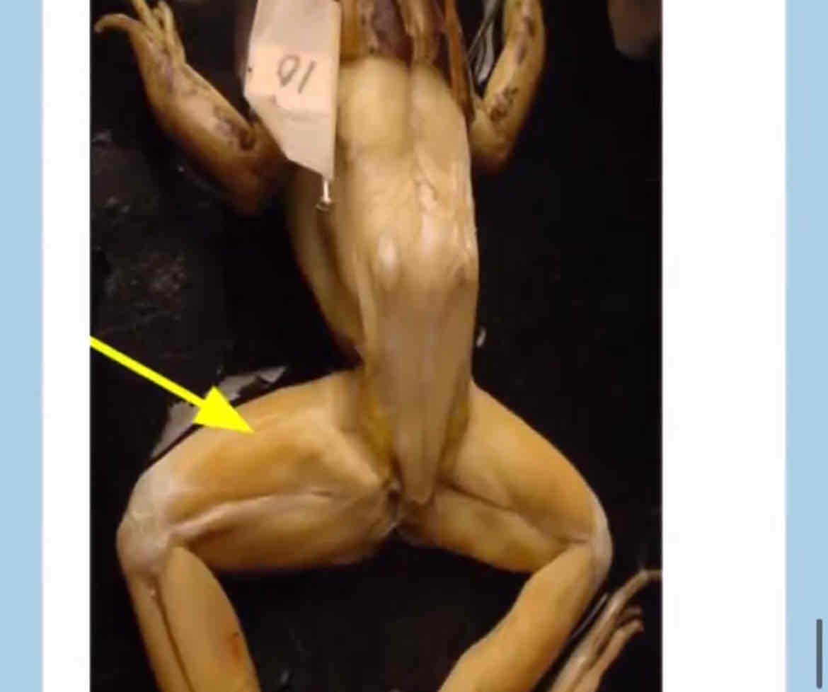 <p>What does this muscle do when contracted and stretched </p>