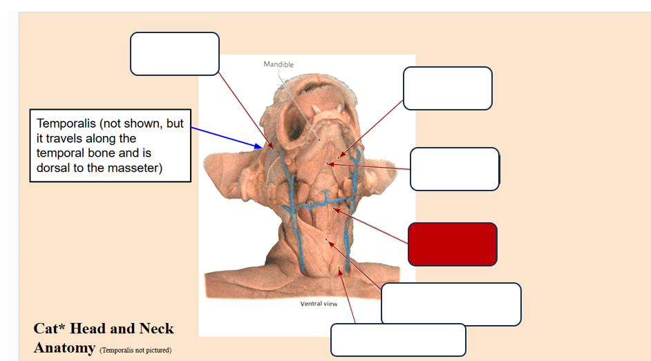 <p>Label the muscle</p>