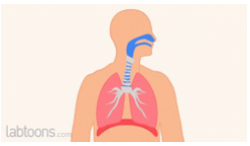 <ul><li><p>Aerobic training strengthens respiratory muscles, increasing the amount of air inspired and expired per breath</p></li><li><p>This improves oxygen diffusion into alveoli capillaries and delivery to working muscles.</p></li></ul><p></p>