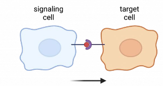 <p>A type of direct Cell signaling where receptors on two cell membranes interact with one another to convey a signal. Ex, Antibodes in the immune system.</p>