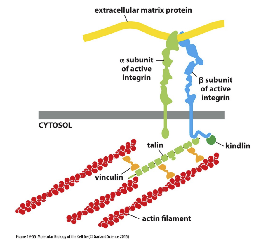 <p>Anchors actin filaments in cell to extracellular matrix</p><p></p><p>Adhesion proteins:</p><ul><li><p>Integrin heterodimer (with alpha (24) and beta (8) subunits)</p></li></ul><p>Adaptor proteins: </p><ul><li><p>Talin &amp; Vinculin</p></li></ul><p></p>