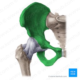 <p>upper pelvis</p>