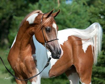 <p>What breed (pattern) is this horse?</p>