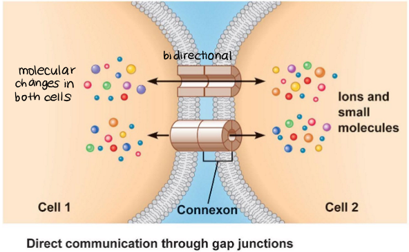 <p>gap junctions equilibrium</p>