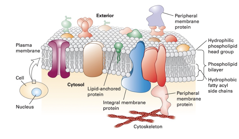 <p>defines the cell and separates the cytosol from the extracellular environment </p><p><u>membrane</u>: phospholipid bilayer (2D fluid) </p><p><u>fluidity</u>: olive oil like </p><ul><li><p>noncovalent interactions between phospholipids, and between phospholipids and proteins provide membrane integrity and resilience </p></li><li><p>individual phospholipids spin and diffuse laterally within the plane of the membrane </p></li></ul><p><u>barrier</u>: hydrophobic core prevents unassisted movement of water-soluble substance from one side to the other </p><p><u>protein</u>: membrane proteins provide each cellular membrane its unique set of function </p><ul><li><p><strong>integral membrane proteins</strong> (transmembrane proteins) span bilayer and often form dimer and high-order oligomers </p></li><li><p><strong>lipid-anchored proteins</strong> tethered to one leaflet by a covalently attached hydrocarbon chain </p></li><li><p><strong>peripheral protein</strong> associated primarily by specific noncovalent interactions with integral membrane proteins or membrane lipids</p></li></ul><p></p>