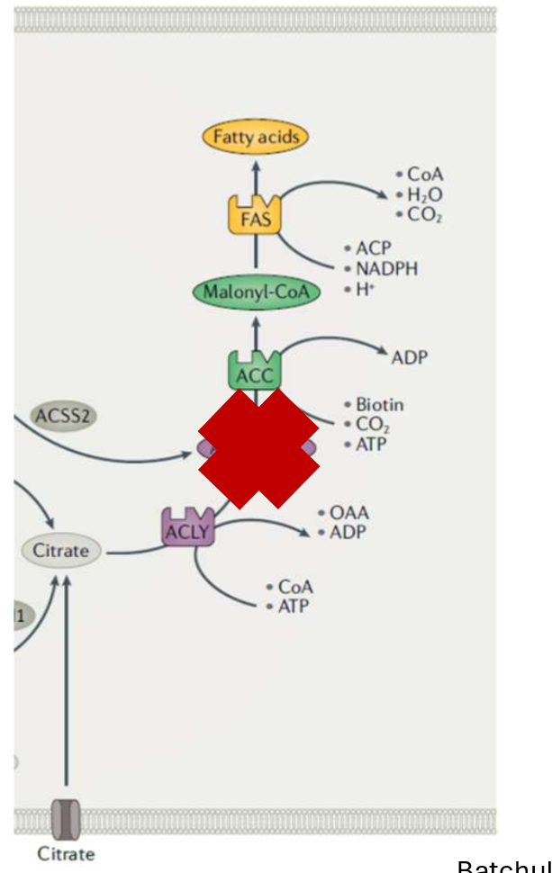 <p>pharmacologically inhibits ACLY in hepatocytes, and so this should recapitulate some of the effects we saw w the genetic KO model. mice in this test were given NASH diet, housed at TN, and then either given drug or vehicle control (like placebo)</p>