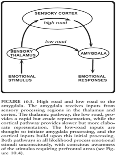 <p><strong><u>Dual processing</u></strong> is the principle that information is often simultaneously processed on separate conscious and unconscious tracks. Neuroscientist Joseph <strong>LeDoux</strong> (1996) described two parallel processes involved in emotional responses: the low road and the high road. The <strong>low</strong> road is the subcortical pathway from the <strong><u>thalamus to the amygdala</u> </strong>for <strong>an instant emotional reaction or behavioral response to threats.</strong> It is quick, automatic, reactive, and unconscious. It is a defense system to an emotional stimulus before we have the conscious opportunity to respond and before a visual or audial representation of the threat is fully made. The <strong>high</strong> road is from the<strong> <u>thalamus to the sensory cortex to the amygdala</u></strong>, and is a slower, more cognitively demanding, and conscious process. It is meant to determine whether our immediate response to an emotional stimulus was appropriate, or not. An example of this could be an adult woman walking alone feeling something brush up against her arm. Her ‘low road’ processing might lead her to feel immediate fear and turning to protect her handbag. This is because from an <u>evolutionary standpoint</u>, being overly cautious is more likely to keep us alive. Once she determines she walked by a large bush, her ‘high road’ processing overrides her ‘low road’ processing to determine it was not a thief stealing her belongings.</p><p><strong>High road:</strong> visual stimulus → thalamus → sensory cortex → amygdala <strong>vs</strong>.<strong> Low road: </strong>visual stimulus → thalamus → amygdala</p>