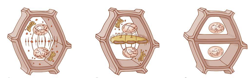 <p>division of the  cytoplasm</p><ol><li><p>cleavage furrow (phragmoplast)</p></li><li><p>cleavage deepens into a ring of proteins</p></li><li><p>membrane contracts</p></li></ol><p>Dictyosome forms the cell membrane?</p><p>Phragmosome forms a new cell wall?</p>