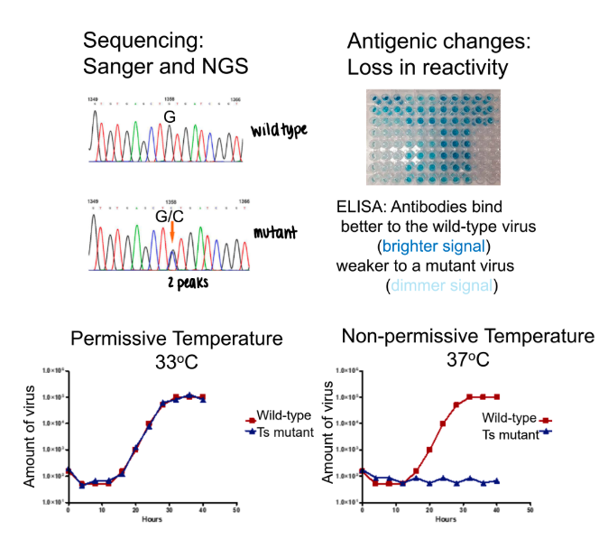 <ul><li><p>sequencing: sanger and NGS</p></li><li><p>antigenic changes: loss in reactivity</p><ul><li><p>ELISA: antibodies bind better to wild-type virus (brighter signal); weaker to mutant virus</p></li></ul></li><li><p>phenotypic changes: temperature sensitive mutations</p></li></ul><p></p>