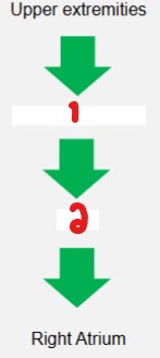 <p>Label the structures the blood goes through from the upper extremities to the right atrium. </p>