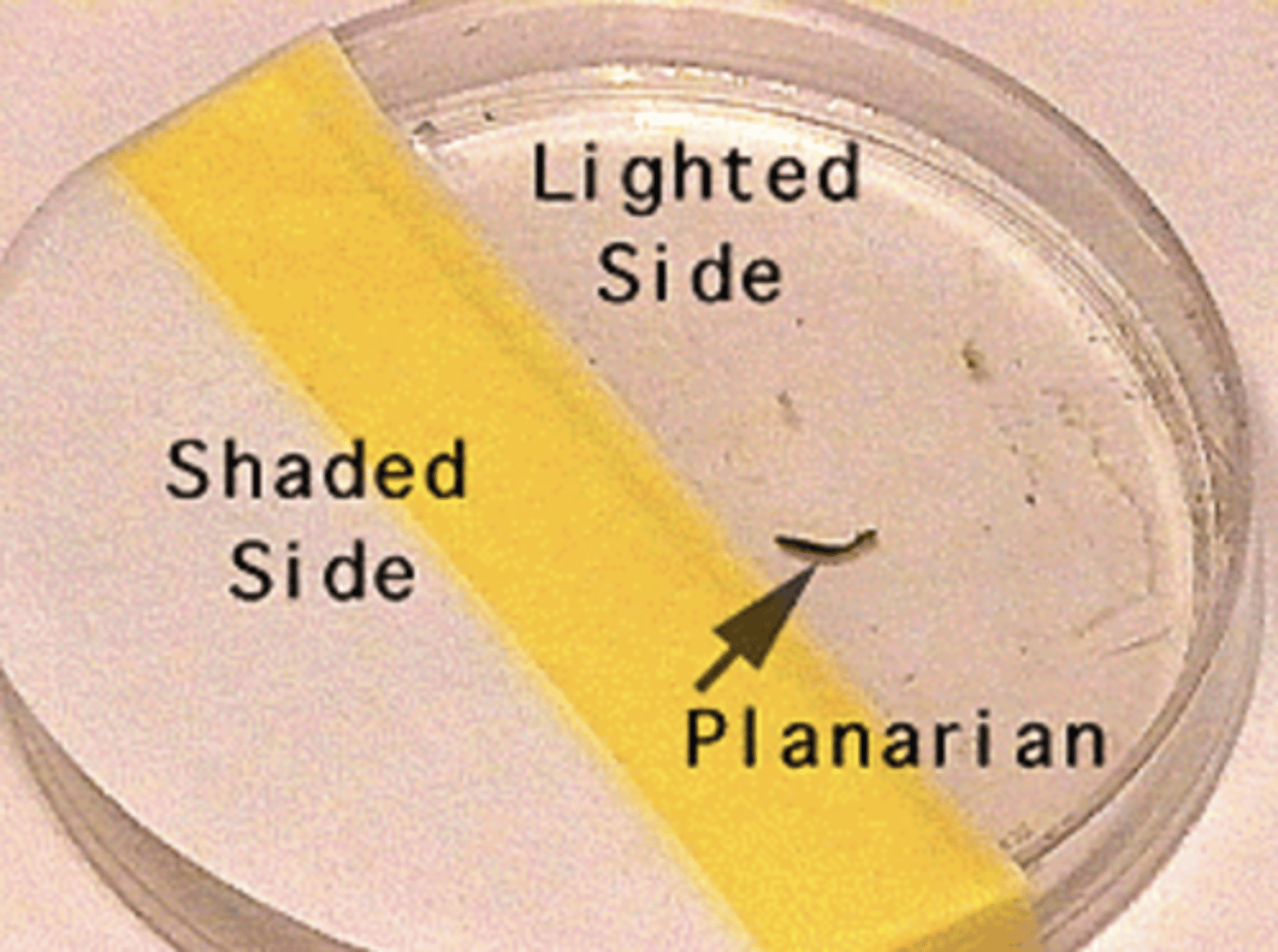<p>movement away from light</p>