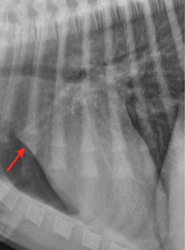 <p>What is the arrow pointing to? </p>