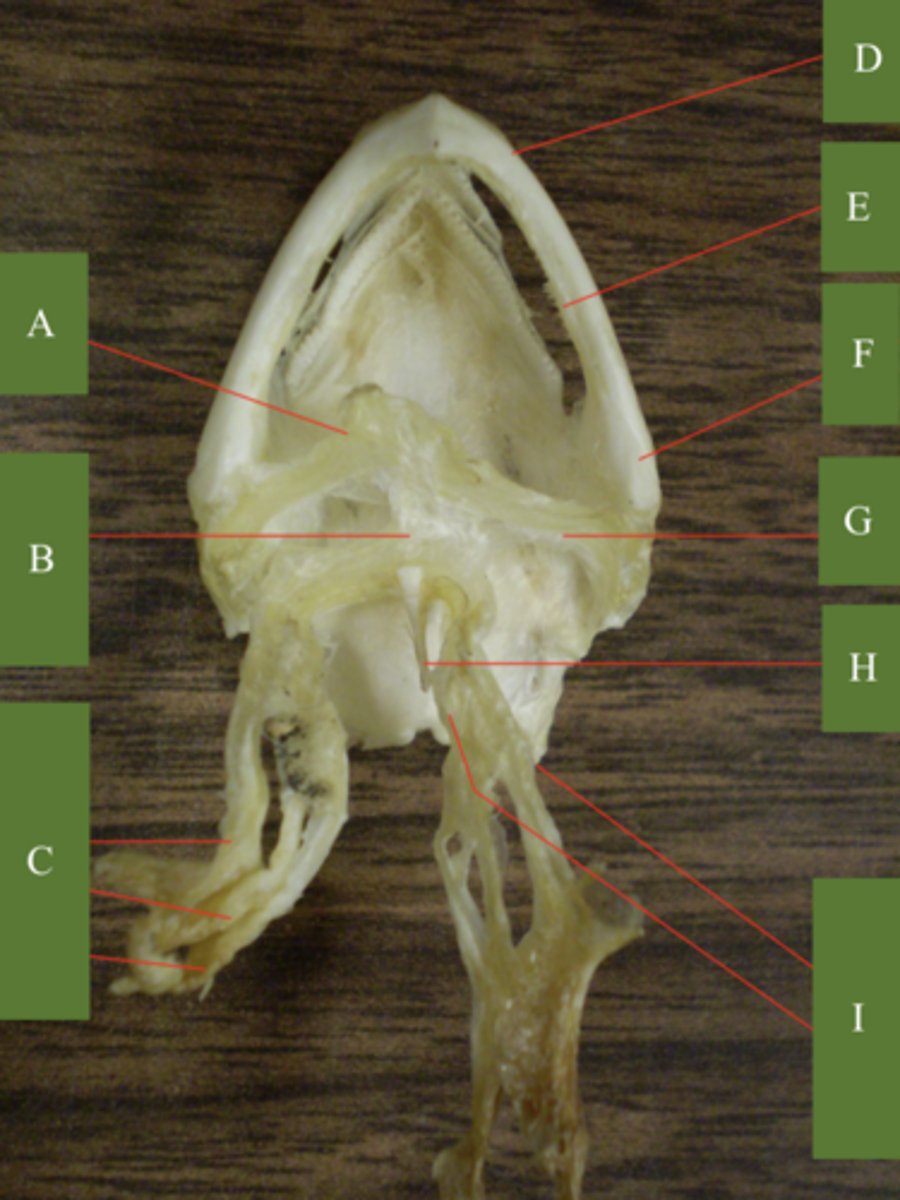 <p>What does letter D point to?</p>