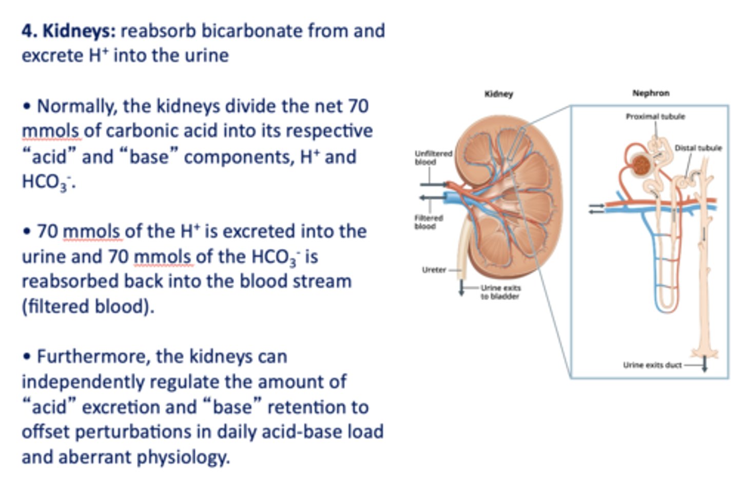 <p>kidneys</p>
