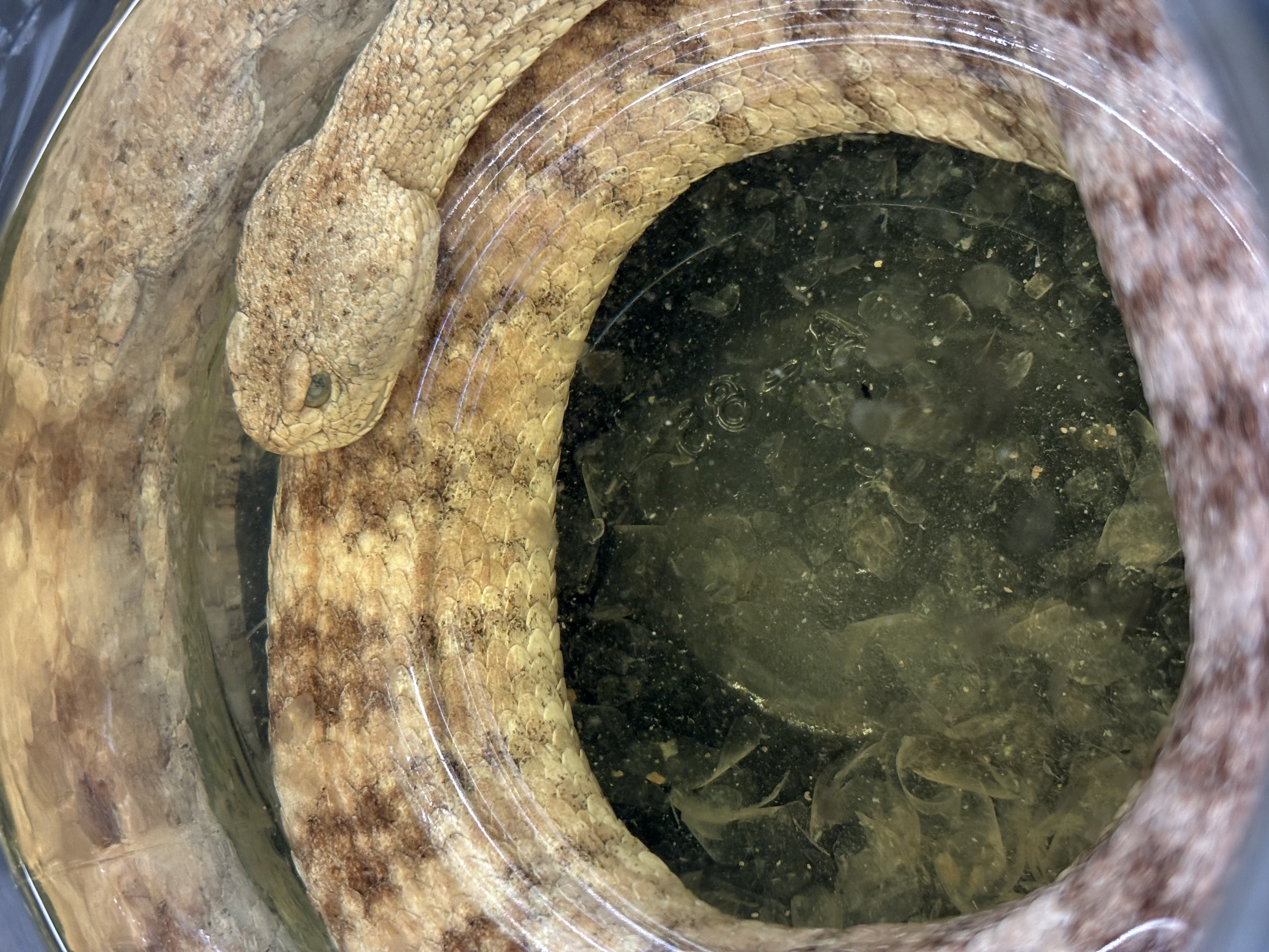 <p>Crotalus pyrrhus</p>