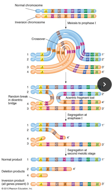 away from center inversion, not centromerically involved

\
normal synapsis not possible, dicentric bridges form leading to chromosome breakage. 

\
2 normal and 2 inverted chromatids (dicentric, acentric) involved in gametes