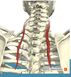 <p>Pars cervicales</p><ul><li><p><strong>Proximaal: </strong><span><span>m. iliocostales thoracis (rib 1-6)</span></span></p></li><li><p><strong>Distaal: </strong><span><span>tuberculum posterius C4-C6</span></span></p></li></ul><p></p>
