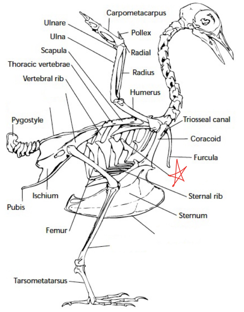 knowt flashcard image