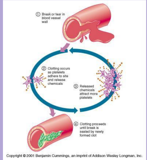 <p>■ A positive feedback mechanism enhances or exaggerates the original stimulus so that activity is accelerated</p><p>■ It is considered positive because it results in change occurring in the same direction as the original stimulus</p><p>■ Positive feedback mechanisms usually control infrequent events such as blood clotting or childbirth</p><p>         ■ As the baby pushes against cervix there is a nerve response into</p><p>           the spinal cord and up to the brain, which then stimulates the</p><p>            pituitary gland to produce more oxytocin to stimulate more</p><p>             uterine contractions</p><p>         ■ Break or tear in blood vessel wall</p><p>                ■ Clotting occurs as platelets adhere to site and release chemicals</p><p>                ■ Released chemicals attract more platelets </p><p>                ■ Clotting proceeds until break is sealed by newly formed clot</p><p>                ■ Positive feedback loops amplify or increase the occurrence of                             events.</p><p></p>