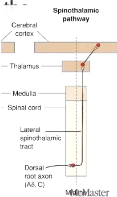 <p>A. i) left, ii) left</p>