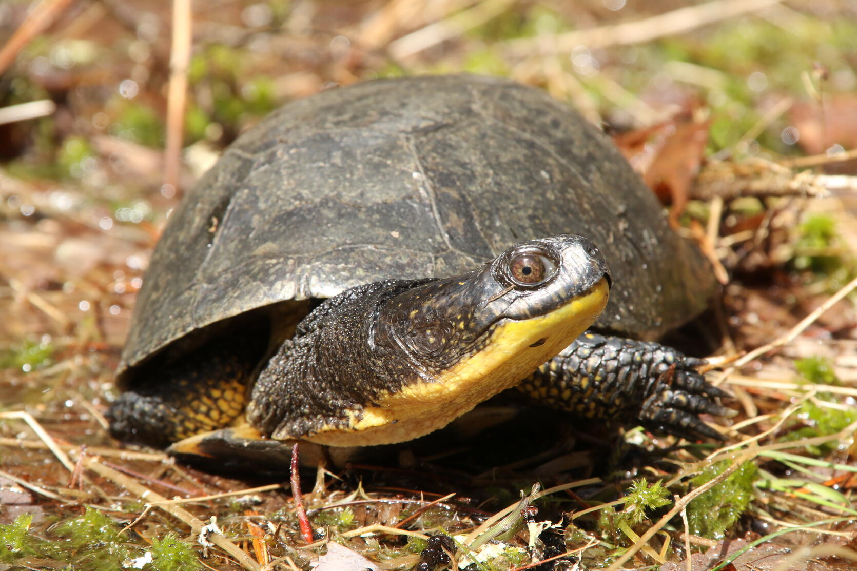 <p>Blanding's turtle</p>