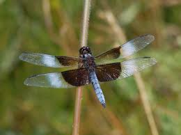 <p>Common Skimmers- </p>