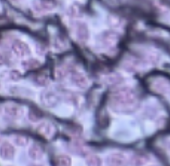 <p>What tissue type does this image depict?</p>
