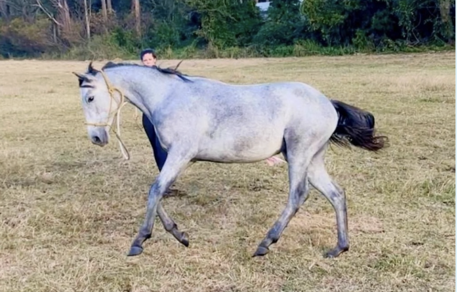 <p>Horse colour</p>