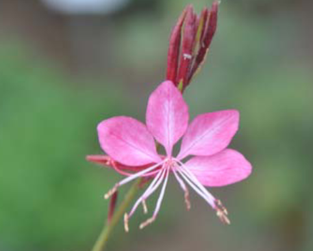 <p>gaura, whirling butterflies </p>