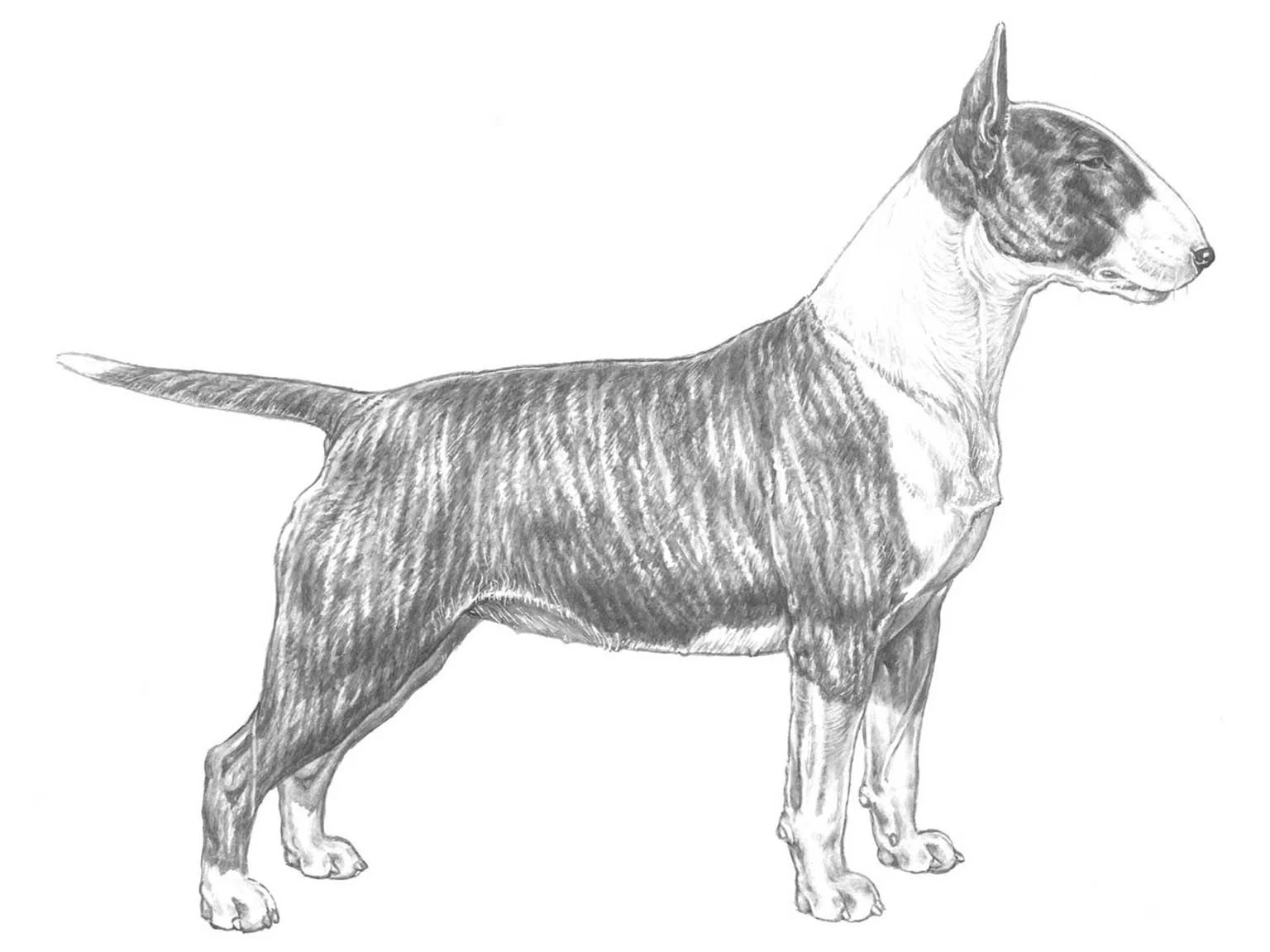 <p>Bullterrier</p>