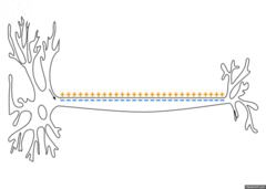 A nerve impulse is the movement of the action potential along the axon of the neuron. The action potential is the temporary reversal of charge from the resting potential.  A resting neuron has a more negative charge inside the membrane and a more negative charge outside of the cell membrane (–70 mV) and a greater concentration of Na+ ions outside than K+ ions inside the axon.

When a action potential is stimulated, volted gated Na+ channels open and Na ions diffuse into the cell causing depolarization of the membrane (from –70 mV to +40 mV).   

Depolarization is followed by repolarization of the neuron. When the charge increases to +40 mV, voltage gated K+ channels open and K ions diffuse out of the cell.  This repolarizes the membrane.  The sodium-potassium pump then restores the ion balance and 
–70 mV resting potential.

Some of the Na+ that moves into the cell during depolarization diffuses within the cell, increasing the charge of adjacent regions of the cell. This is called the local current.  The increase of charge with the local current affects adjacent channels, causing action potential depolarization in the next region of the cell membrane. This sequence of adjacent action potentials is the "impulse" that propagates along the neuron.